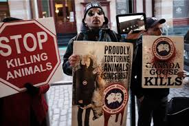 Image result for peta protests