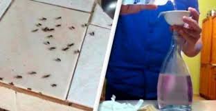 Voici Comment Faire Fuir Les Mouches De Votre Cuisine Et Laisser Une Odeur Tres Agreable Faire Fuir Les Mouches Eloigner Les Mouches Astuces