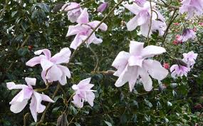 Image result for Magnolia sargentiana