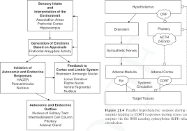 3 The Generation Of Stress Responses The Flowchart Emphasizes Major Download Scientific Diagram