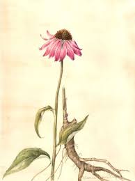 Pin By Jolanna On Tattoo Designs Botanical Drawings Botanical Art Botanical Watercolor