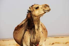The camel was bitten on its crotch by the woman when she was stuck underneath it, as reported by indiatimes. Tiger Truck Stop Florida Woman Bites Captive Camel On Balls
