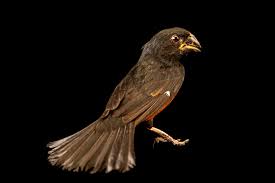 Image result for Morinda angolensis