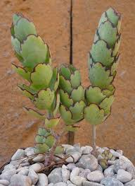 Kalanchoe Laxiflora In 2020 Succulent Landscaping Succulents Planting Succulents