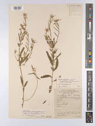 Image result for Afrohybanthus