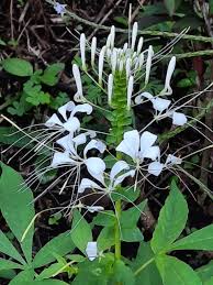 Image result for Cleome densifolia