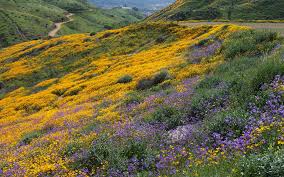 We did not find results for: Where To See California S Gorgeous Wildflower B