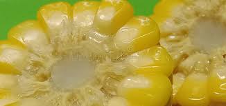 Maíz Dulce Color Crema Crema Polka Puntos Marrón Negro Bello Apetito útil  Sobre Un Fondo Blanco. Foto de archivo