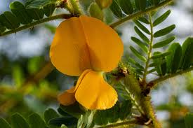 Image result for Aeschynomene elaphroxylon