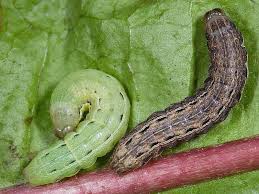 Caterpillar Life Cycle Wildlife Insight