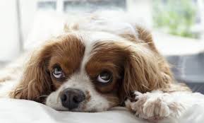 Natürlich, es regnet immer am sonnabend! 10 Tipps Zur Hundebeschaftigung Zu Hause Bei Schlechtem Wetter
