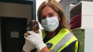 Na bolha.com lahko izbirate med različnimi vrstami psov mešancev. V Fjk Zasegli 115 Pasjih Mladicev Prodajajo Tudi Bolne Da Kmalu Umrejo Povprasevanje Pa Se Nikoli Ne Konca Video