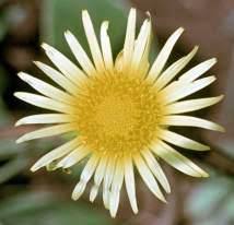 Image result for Haplocarpha