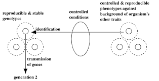 The Genotype Phenotype Distinction Stanford Encyclopedia Of