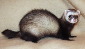 Over the past 28 years ive purchased 5 dogs from family pet ,and have been nothing. Ferret Wikipedia