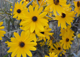 Image result for Helianthus angustifolius