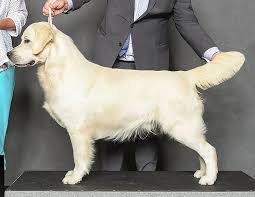 Golden retrievers, puppies, breeders, pa. Ontario Golden Retriever Puppies Holistically Raised Golden Retrievers