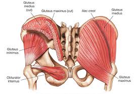 Human muscle system, the muscles of the human body that work the skeletal system, that are under . Hip Groin And Thigh Pain Do You Have A Leg To Stand On Align Body Clinic