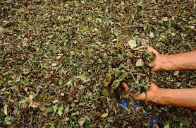 Check spelling or type a new query. Infopublik Produksi Daun Nilam