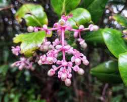Image result for Ixora mildbraedii