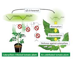 In my opinion, if you want. How Do Plants Smell Danger Cutting Edge Kyoto U Research News