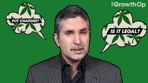 Disused U.K. bar transformed into massive cannabis grow-op