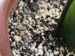 If your plant has yellowing leaves, check the soil for fungus gnats and inspect the roots for damage. Mold Or Fungus On Zz Plant Soil