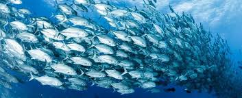 Fish Populations