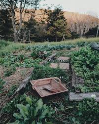 the difference of a month this section of my little veggie potager is the newest addition but has become my favourite and veggie garden farm gardens garden