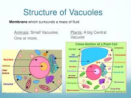 We did not find results for: Ppt Vacuoles Powerpoint Presentation Free Download Id 2465716