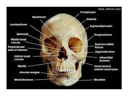 The skull contains 28 the eight paired bones of the face lend themselves to similar gamesmanship, again from napa valley multiple bones of the skull are among the many bones in the body that fuse after birth, lowering the. What Is The Keystone Bone Of Facial Bones Socratic