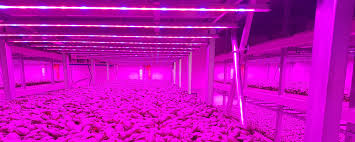 10% coupon applied at checkout. Vertical Farming Triple The Yield And Shortens Harvest Time Osram