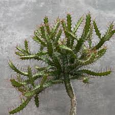 Image result for Euphorbia eylesii