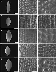 Image result for Urochloa oligobrachiata