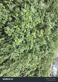 Image result for Trianthema