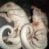 The illegal trade of pangolin scales is largely driven by high demand and high profit. 1