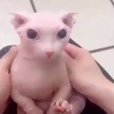 See a recent post on tumblr from @binguscord about bingus. Bingus Floppa Wiki Fandom In 2021 Cute Animal Memes Cats Hairless Cat