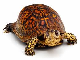 You Lookin At Me The Turtle Show Birthday Party Is Looking Pretty Awesome Kidsparty Partyideas Turtle Turtle Box Turtle Eastern Box Turtle