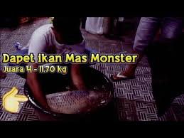 Mancing Mania Anniversary Pemancingan Telaga Kencana Malang 2019 Part 2 Juara 4 Youtube