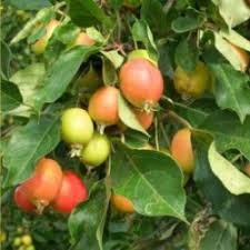 The apple tree site is where general lee waited, resting on fence rails with a blanket laid over them, to hear grant's reply to his request for an interview to surrender his army. Crabapple Trees Sitka Local Foods Network