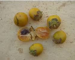 Image result for Diospyros mespiliformis