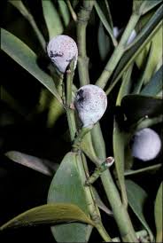 Image result for Nageia