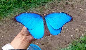 Pin En Butterfly