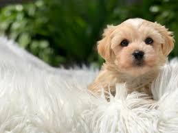 Most trusted source of morkie puppies for sale. Teeny Pup Morkie Puppies Dog Breeder Shih Tzu