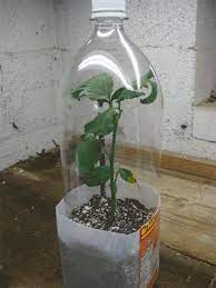 How To Turn Roses From A Bouquet Into A Future Bush Awesome Materials Rooting Roses Plants Rose Bush