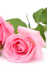 Dark pink rose signify gratitude. Natural Rose Colors In 2020