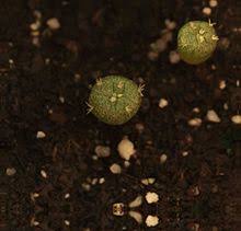 Peyote is a hallucinogen, meaning it can cause profound distortions in a person's perceptions of reality (known as hallucinations) the effects can last up to 12 hours but will depend on a user's size, metabolism, and how much is ingested. Peyote Wikipedia