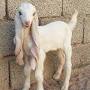 Damascus goat baby from www.reddit.com