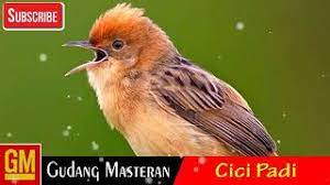 Burung cici merah jantan dengan jambulnya yang khas (kiri) dan burung betina yang mirip cici padi. Burung Cici Padi Merah Youtube