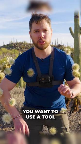 A cactus maze... who thought this was a good idea? , Watch how I remove these cholla spines properly—painful, but effective., #cactus🌵 #arizona #nature #howto #desertlife